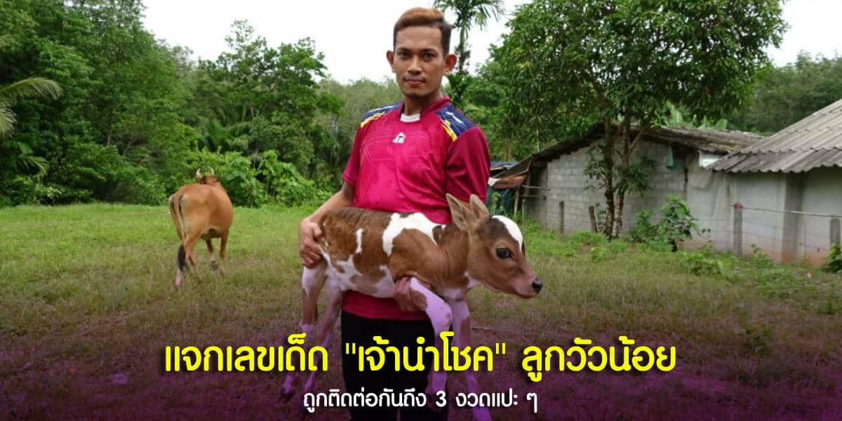 เจ้านำโชค วัวน้อยตำราโบราณ 7 ข้อ