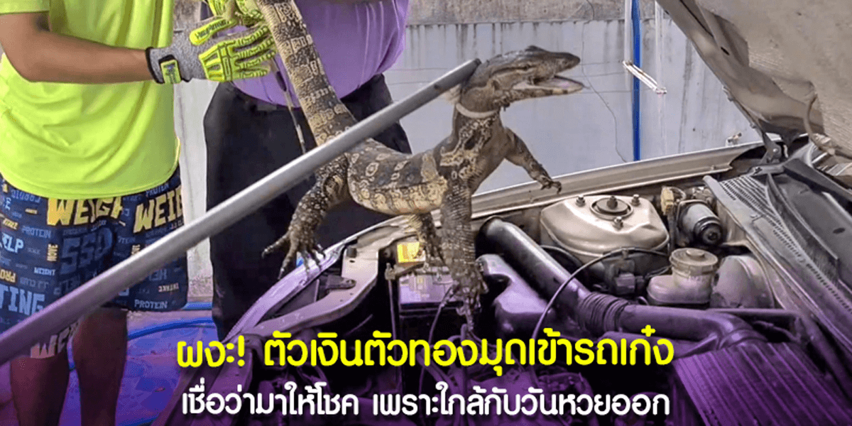 ตัวเงินตัวทอง มุดห้องเครื่อง