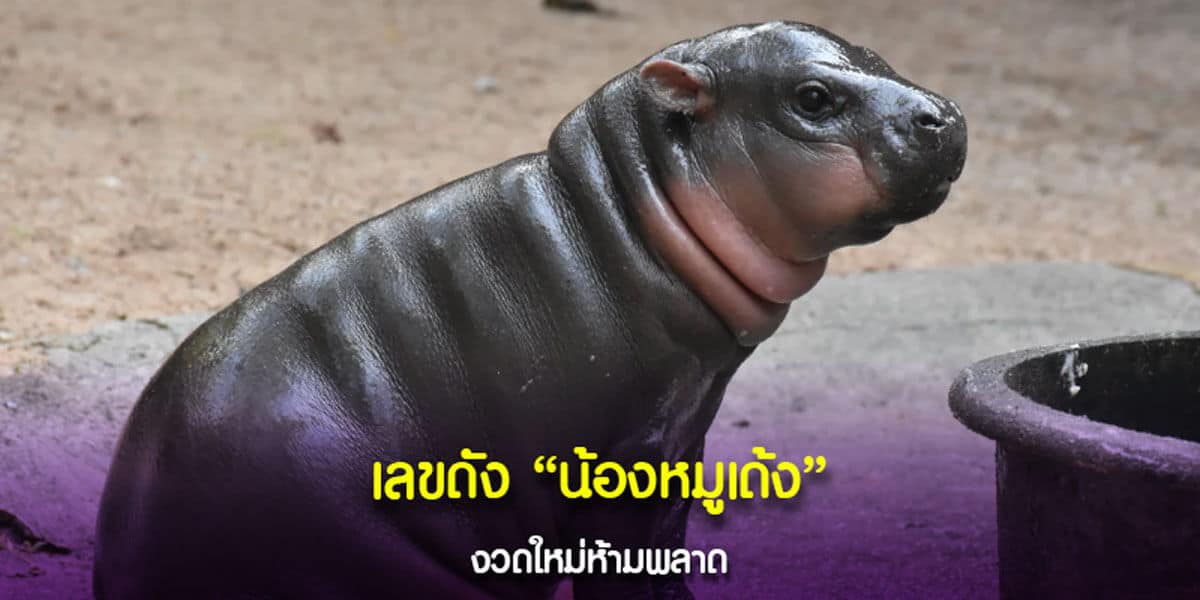 เลขดังน้องหมูเด้ง