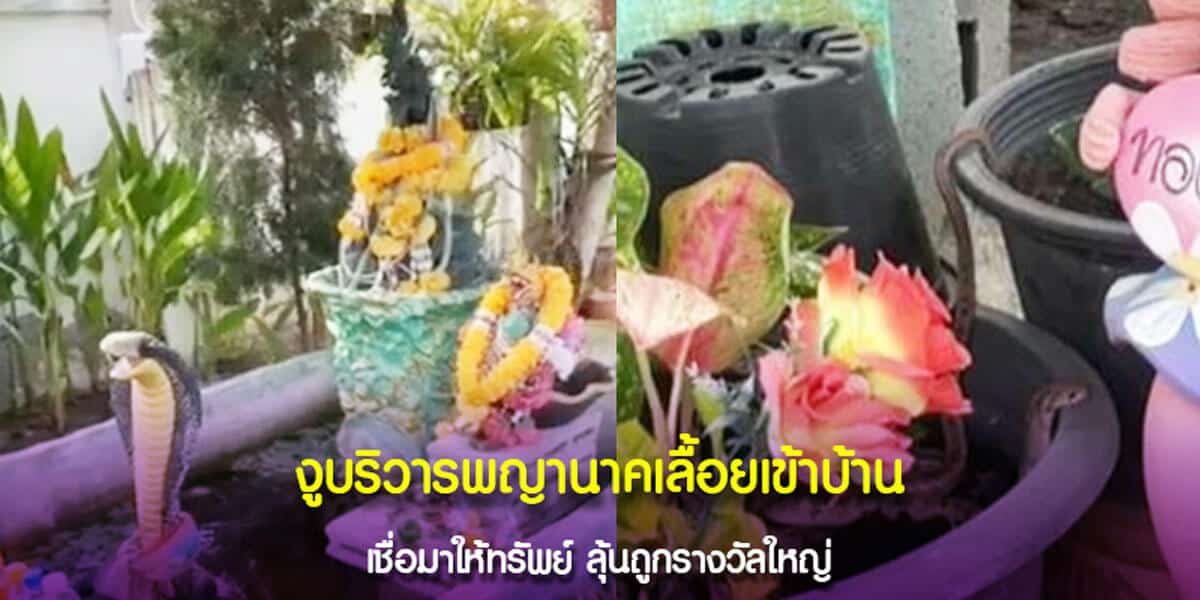 งูบริวารพญานาคเลื้อยเข้าบ้าน เชื่อมาให้ทรัพย์