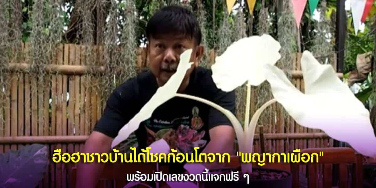 ฮือฮาชาวบ้านได้โชคก้อนโตจาก พญากาเผือก